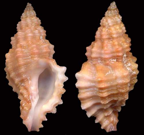 Muricopsis cristata